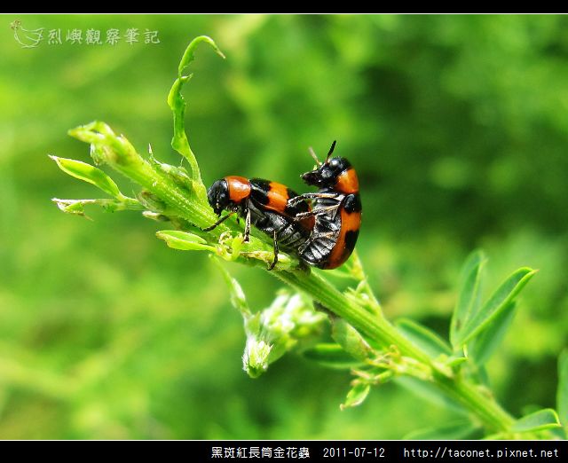 黑斑紅長筒金花蟲_06.jpg