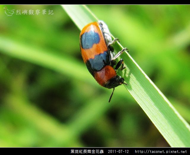 黑斑紅長筒金花蟲_05.jpg