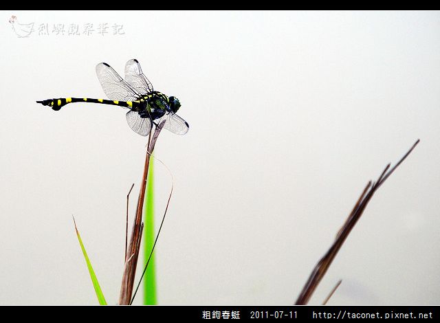 粗鉤春蜓_08.jpg