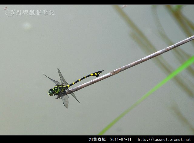 粗鉤春蜓_05.jpg