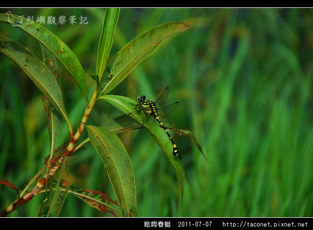 粗鉤春蜓_04.jpg