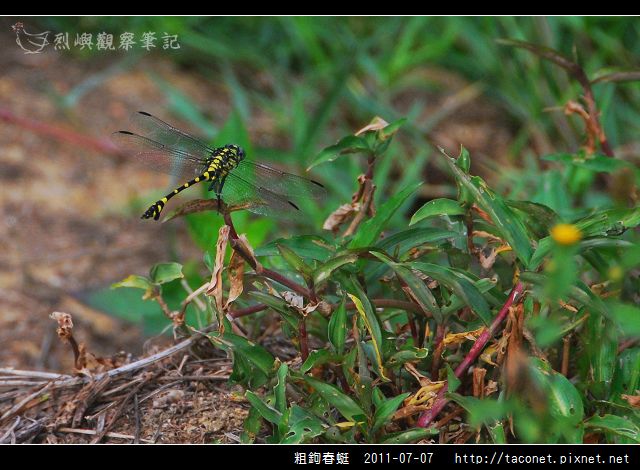 粗鉤春蜓_01.jpg