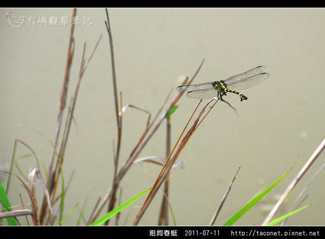 粗鉤春蜓_07.jpg