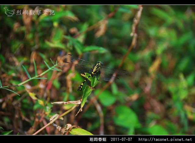 粗鉤春蜓_02.jpg