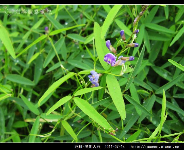豆科-澎湖大豆_14.jpg