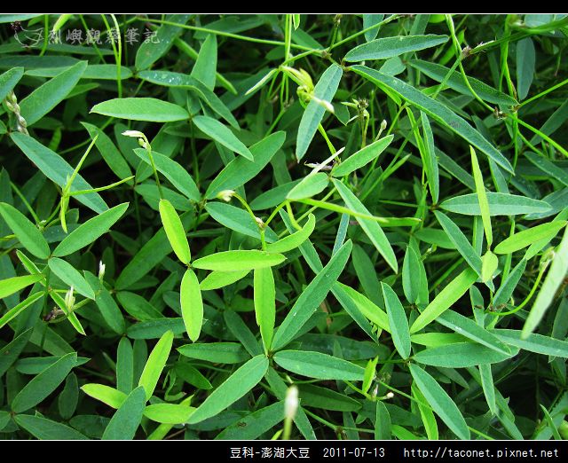 豆科-澎湖大豆_03.jpg