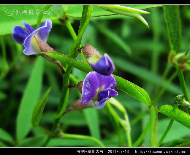 豆科-澎湖大豆_02.jpg