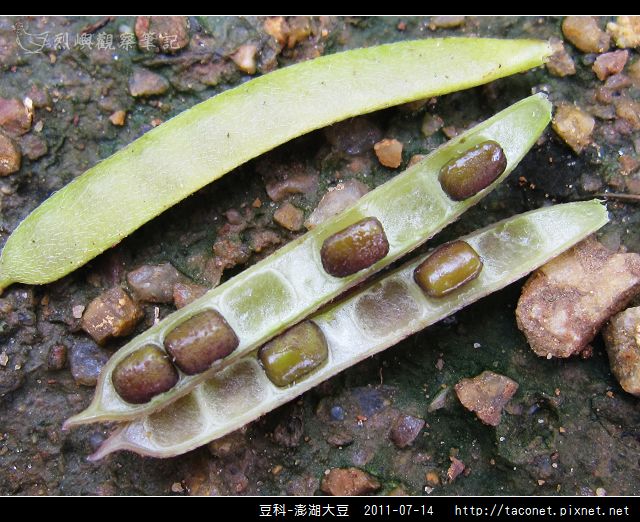 豆科-澎湖大豆_12.jpg
