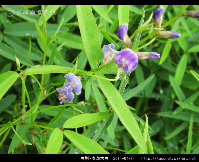 豆科-澎湖大豆_11.jpg