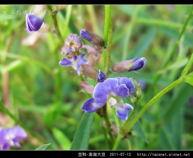 豆科-澎湖大豆_06.jpg