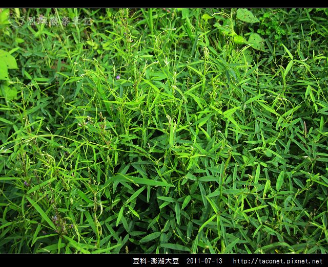 豆科-澎湖大豆_05.jpg
