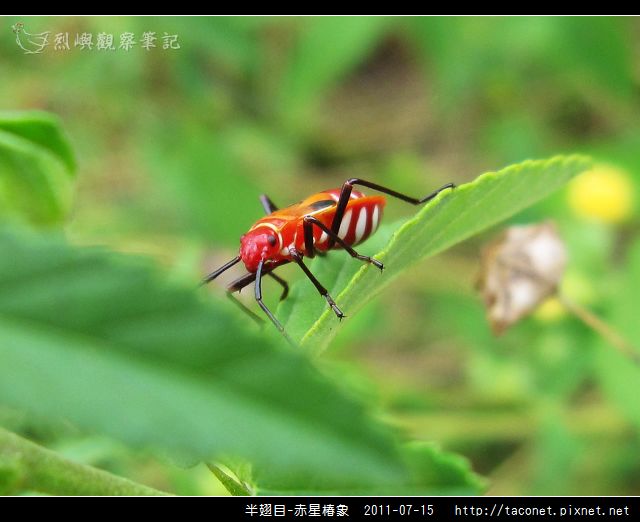 赤星椿象_13.jpg