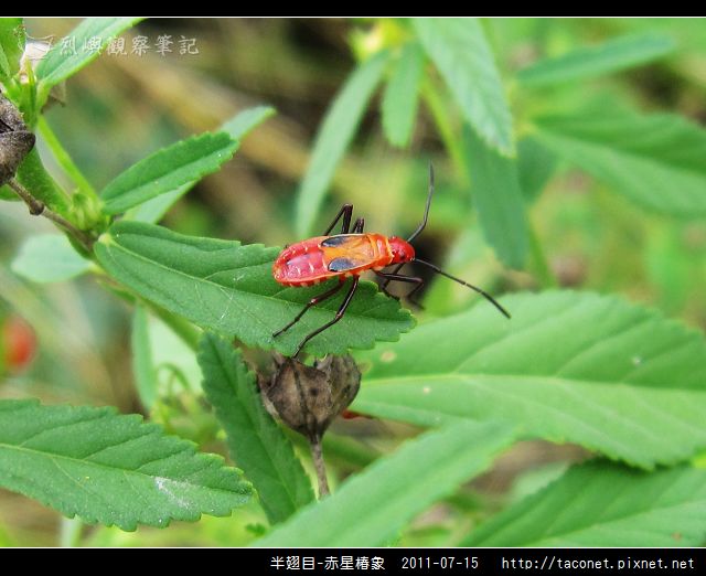 赤星椿象_12.jpg