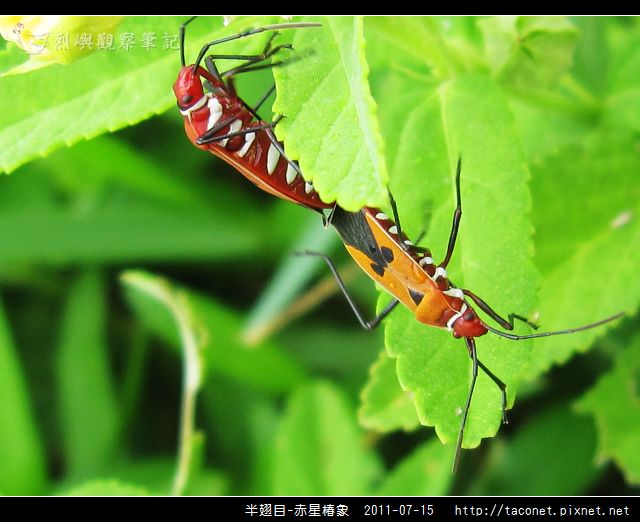 赤星椿象_02.jpg