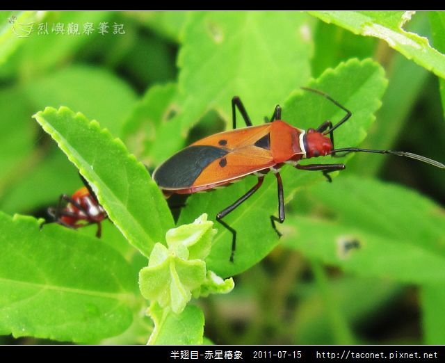赤星椿象_01.jpg