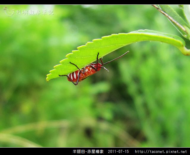 赤星椿象_11.jpg