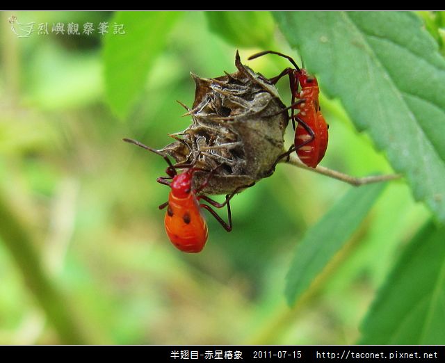赤星椿象_10.jpg