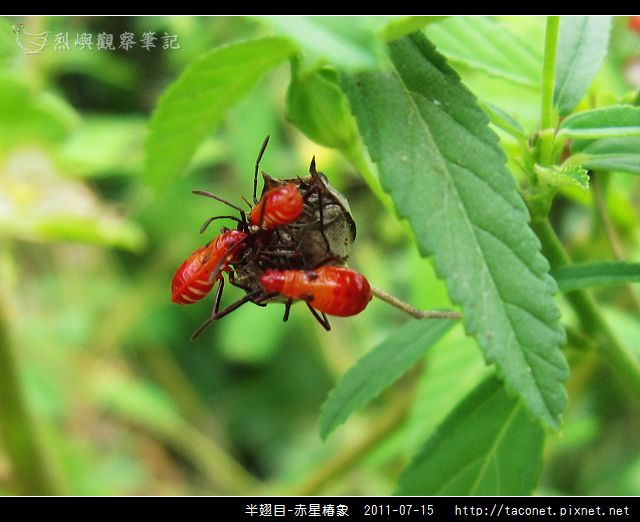 赤星椿象_08.jpg