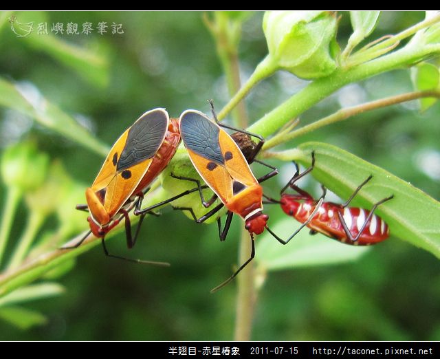 赤星椿象_07.jpg