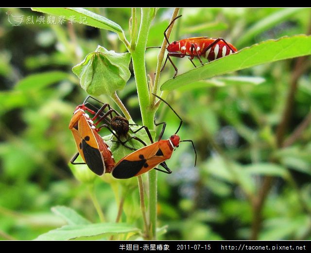 赤星椿象_06.jpg