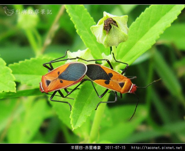 赤星椿象_04.jpg