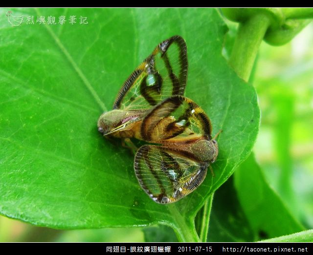 眼紋廣翅蠟蟬_21.jpg