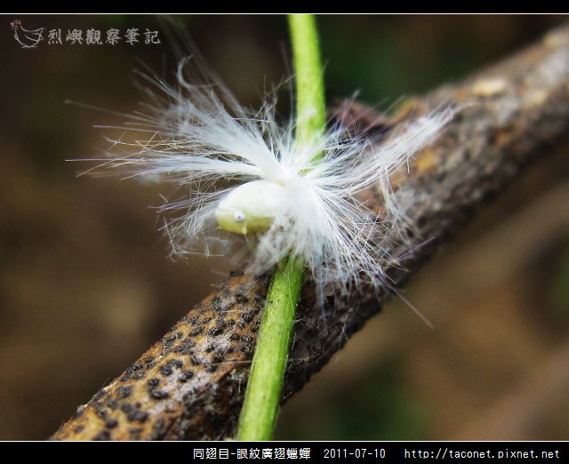 眼紋廣翅蠟蟬_12.jpg