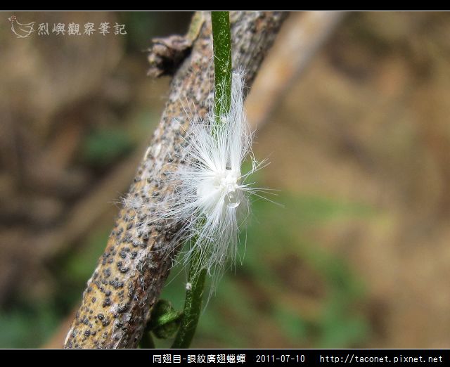 眼紋廣翅蠟蟬_11.jpg