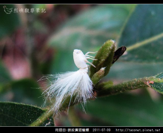 眼紋廣翅蠟蟬_10.jpg