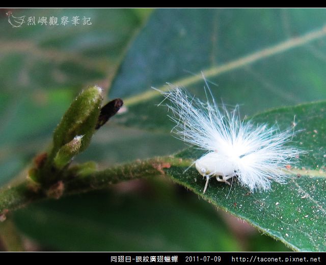眼紋廣翅蠟蟬_09.jpg
