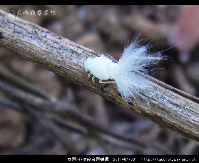 眼紋廣翅蠟蟬_05.jpg