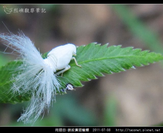 眼紋廣翅蠟蟬_04.jpg