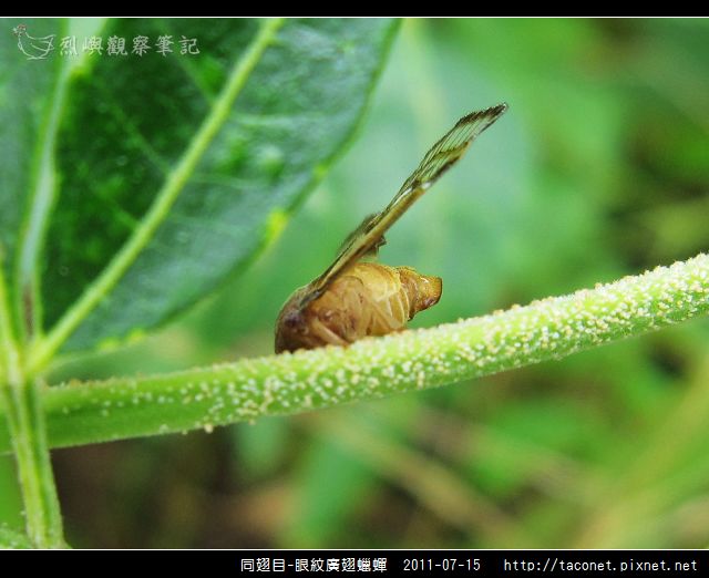 眼紋廣翅蠟蟬_20.jpg