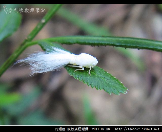 眼紋廣翅蠟蟬_02.jpg