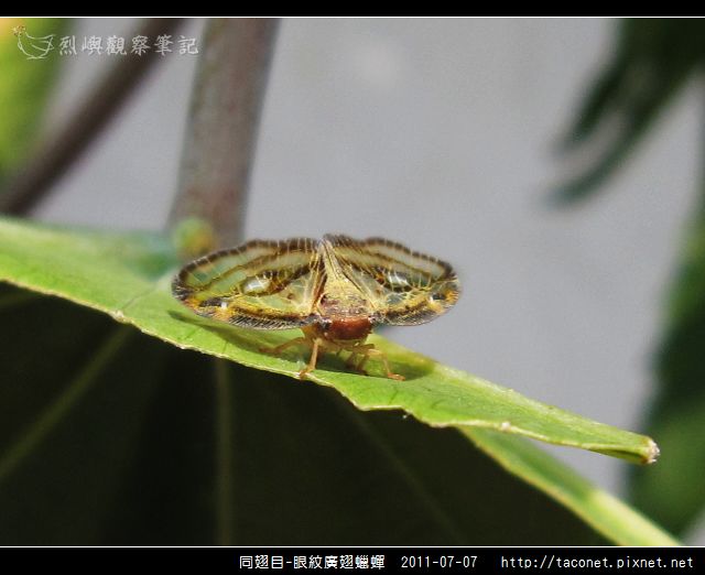 眼紋廣翅蠟蟬_01.jpg