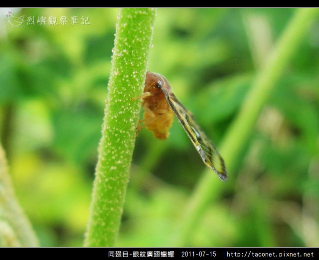 眼紋廣翅蠟蟬_19.jpg