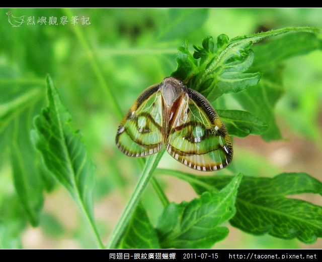 眼紋廣翅蠟蟬_18.jpg