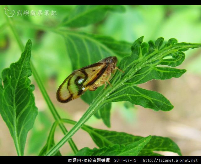 眼紋廣翅蠟蟬_17.jpg