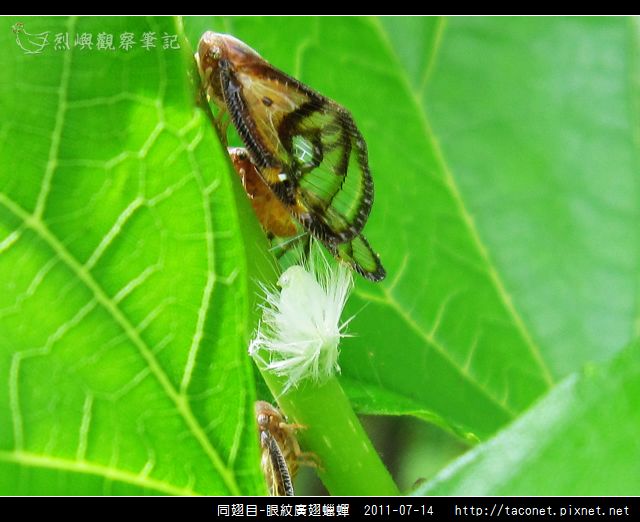 眼紋廣翅蠟蟬_16.jpg
