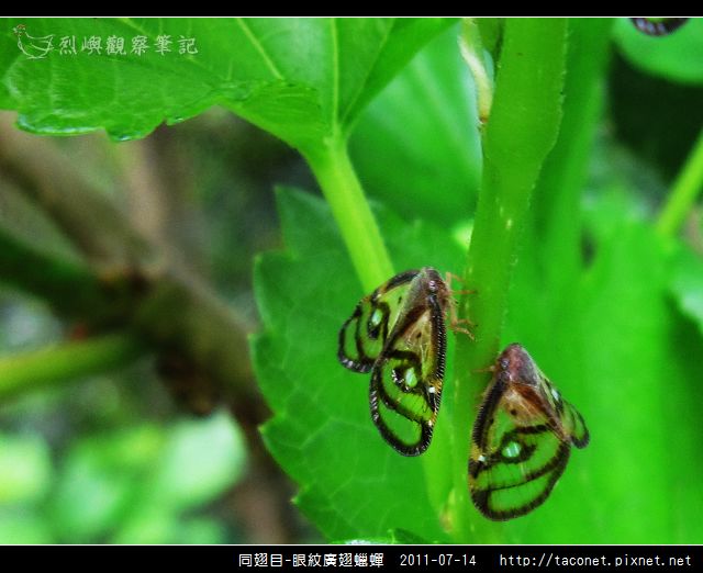 眼紋廣翅蠟蟬_15.jpg
