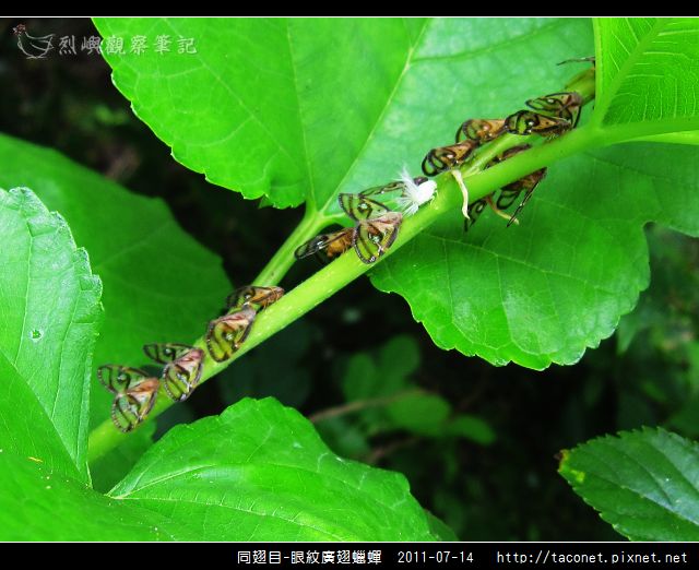 眼紋廣翅蠟蟬_14.jpg