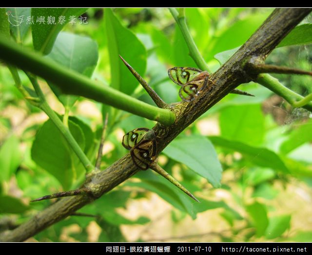 眼紋廣翅蠟蟬_13.jpg