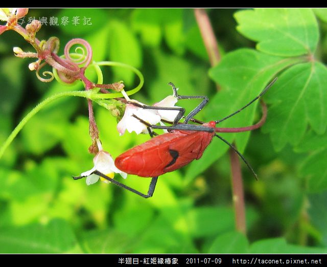 半翅目-紅姬緣椿象_11.jpg