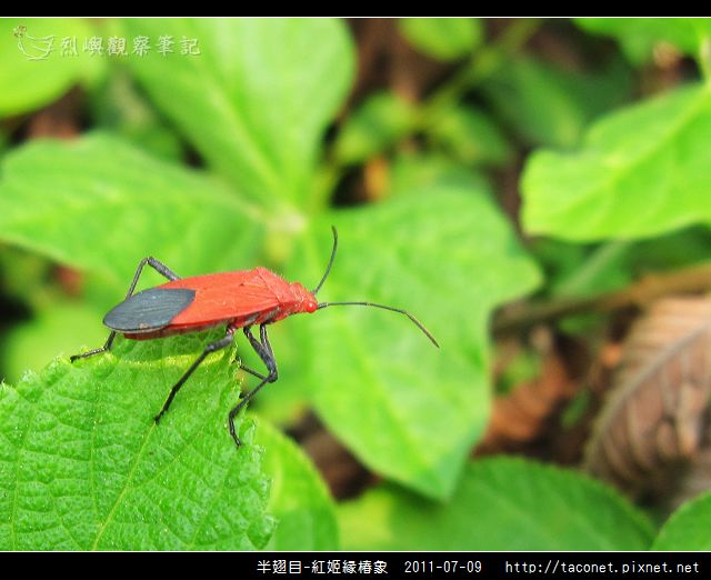 半翅目-紅姬緣椿象_09.jpg