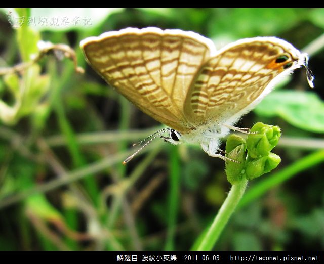 鱗翅目-波紋小灰蝶_10.jpg