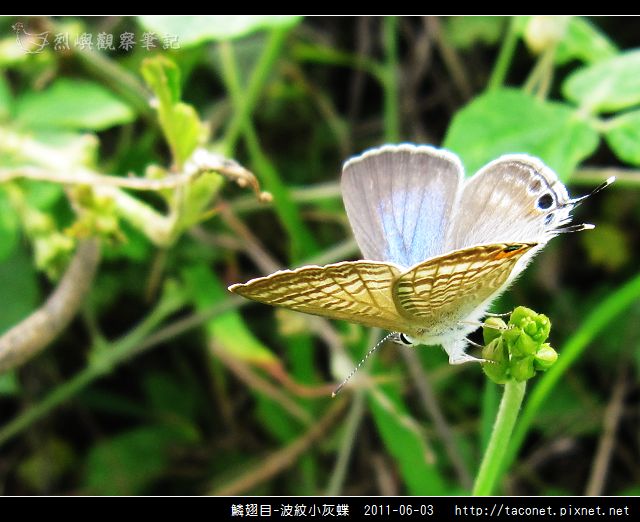 鱗翅目-波紋小灰蝶_08.jpg