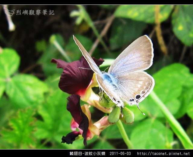 鱗翅目-波紋小灰蝶_06.jpg