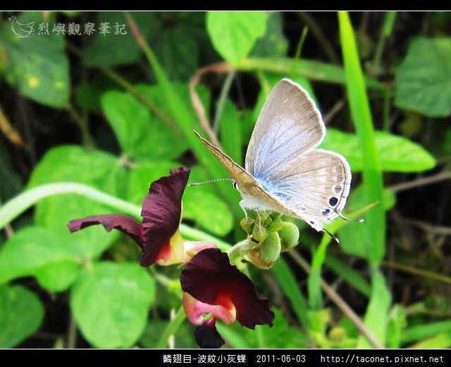 鱗翅目-波紋小灰蝶_05.jpg