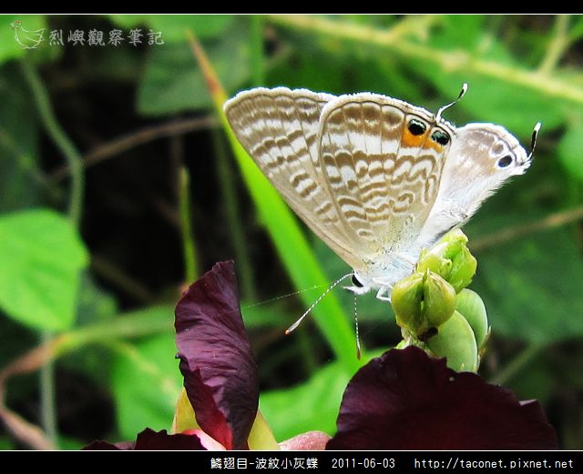 鱗翅目-波紋小灰蝶_03.jpg