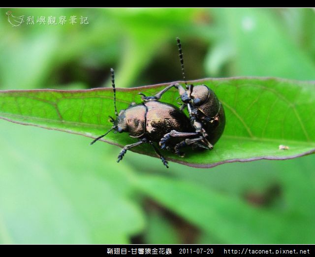 鞘翅目-甘薯猿金花蟲_05.jpg